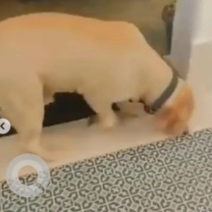 Found: White-Brown Mix Male Golden Retriever Dog from Truffles- JP Nagar 6th Phase-2