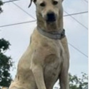 Missing: White-Brown Mix Male Indie Dog from Spectra Cypress Apartments, Kundanahalli-2
