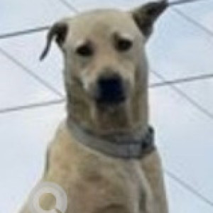 Missing: White-Brown Mix Male Indie Dog from Spectra Cypress Apartments, Kundanahalli