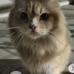 Missing: White-Brown Mix Male Persian Cat from Ramaiah samadhi, Mathikere