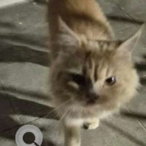 Missing: White-Brown Mix Male Persian Cat from Ramaiah samadhi, Mathikere-2