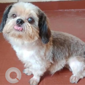 Missing: White-Brown Mix Male Shih Tzu Dog from Valmiki Street, Thiruvanmiyur