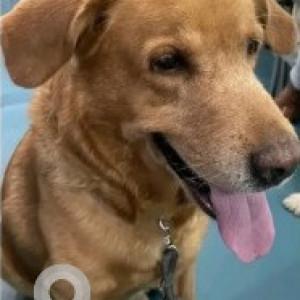 Missing: Brown Male Golden Retriever Dog from Poorna Pragna Layout near ShankarNag Playgorund