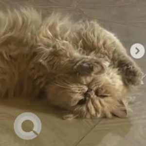 A White-Brown Mix Persian Cat Missing from Bengaluru-2