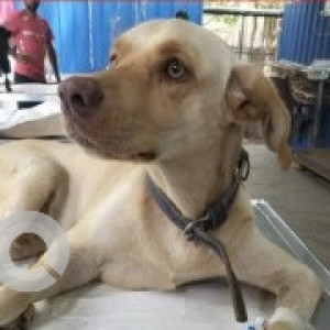 A White Indie Dog Found from Chennai