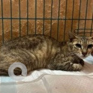 A Black and Brown Indie Cat Missing from Chennai
