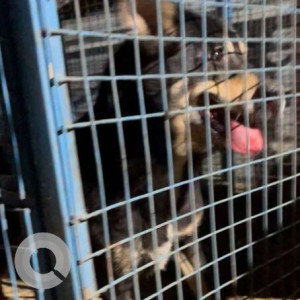 A Black and Brown Indie Dog Missing from Gurgaon-2