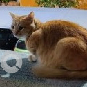 A Orange Indie Cat Missing from Chennai