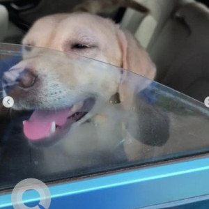 A White Labrador Dog Found from Bengaluru-3