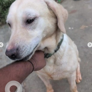 A White Labrador Dog Found from Bengaluru-2