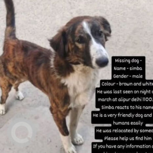 A Black and Brown Indie Dog Missing from Alipur, New Delhi