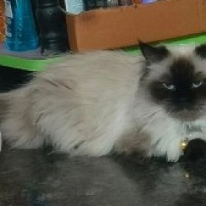 A Black and White Himalayan Cat Missing from Behind HP petrol pump Nagondanahalli, Abhilasham residency-2
