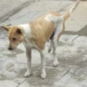 A White-Brown Mix Indie Dog Missing from 24 A cross, sector 3 HSR Layout, Near Twin Park-2