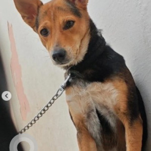 A White-Brown Mix Indie Dog Missing from Sarakki Lake, JP Nagar-2