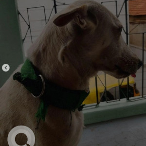 A White Indie Dog Missing from Yeshwanthpur, Anjeneya temple street, Gurumurthy reddy colony near BBMP park-2