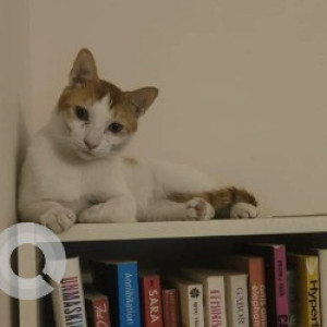 A White-Brown Mix Indie Cat Missing from Elegant Bristol Apartment, Opposite Steel Factory Bus Stop, Dodda Banaswadi Main road-2