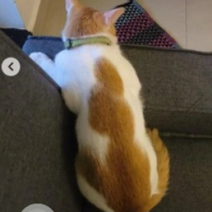 A White-Brown Mix Indie Cat Missing from Elegant Bristol Apartment, Opposite Steel Factory Bus Stop, Dodda Banaswadi Main road-3