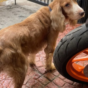 A Brown Cocker Spaniel Dog Found from JP park Back gate Muthyalnagar mathikere-2