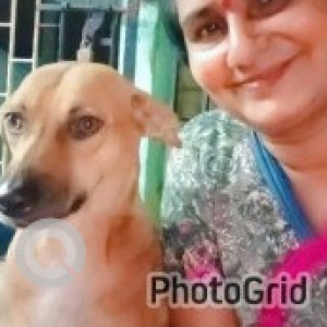 A Brown Indie Dog Missing from Ponniammanmedu, Chennai-2