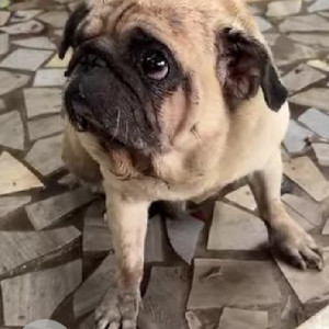 A White Pug Dog Found from Baner, Pune-2