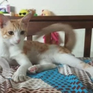 A White-Brown Mix Indie Cat Missing from Hoodi, Bengaluru-2