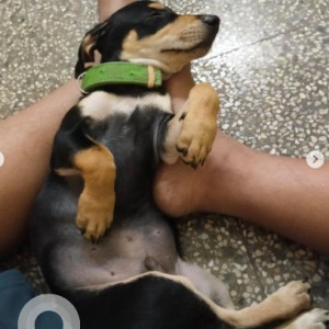 A Black and Brown Dachshund Dog Missing from Adugodi, Bengaluru-2