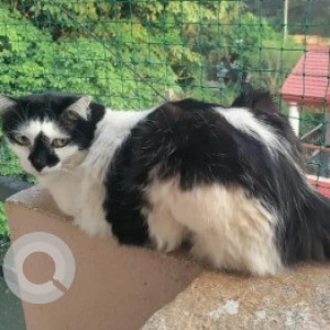 A Black and White Indie Cat Missing from BTM 2nd Stage, Bengaluru-2