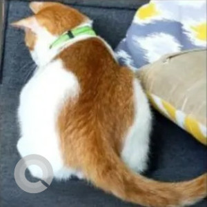 A White-Brown Mix Indie Cat Missing from Horamavu, Bengaluru-2