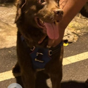 A Brown Labrador Dog Found from Srinagar, Bengaluru