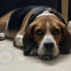 A White-Brown Mix Beagle Dog Missing from RT Nagar, Bengaluru-2