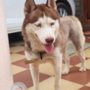 A White-Brown Mix Husky Dog Found from Kothanur, Bengaluru