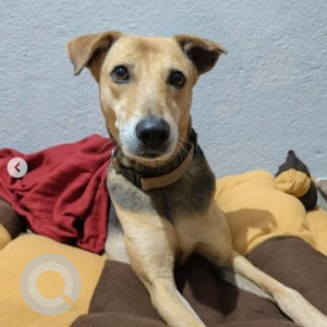 A Black and Brown Indie Dog Missing from J. P. Nagar, Bengaluru