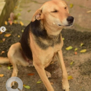 A Black and Brown Indie Dog Missing from J. P. Nagar, Bengaluru-2