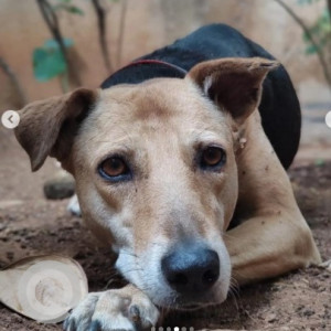 A Black and Brown Indie Dog Missing from J. P. Nagar, Bengaluru-3