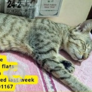 A White and Grey Indie Cat Missing from Madambakkam, Chennai-2