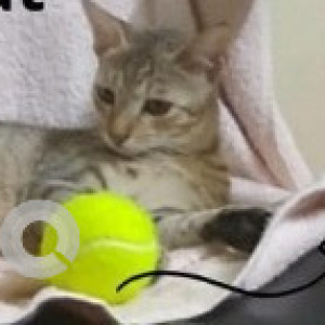 A White and Grey Indie Cat Missing from Madambakkam, Chennai