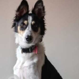 A Black and White Indie Dog Missing from Patparganj, New Delhi