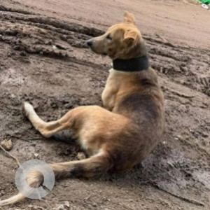 A Black and Brown Indie Dog Found from Vajrahalli, Bengaluru-2