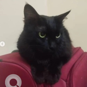 A Black and Brown Indie Cat Missing from Indiranagar 1st Stage, Bengaluru