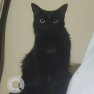 A Black and Brown Indie Cat Missing from Indiranagar 1st Stage, Bengaluru-3