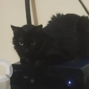 A Black and Brown Indie Cat Missing from Indiranagar 1st Stage, Bengaluru-2