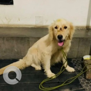 A White Golden Retriever Dog Found from Vasanth Nagar, Bengaluru