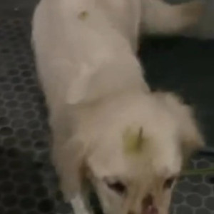 A White Golden Retriever Dog Found from Vasanth Nagar, Bengaluru-2