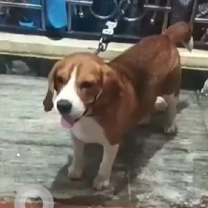 A White-Brown Mix Beagle Dog Found from Ayyappanagara, Bengaluru