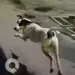 A Black and White Indie Dog Missing from Mundhwa, Pune