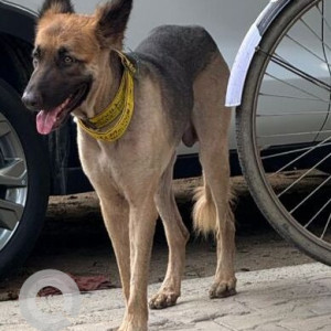 A Black and Brown German Shepherd Dog Found from Sector 25A, Delhi NCR