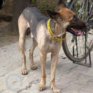 A Black and Brown German Shepherd Dog Found from Sector 25A, Delhi NCR-2