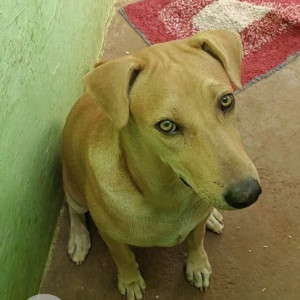 A White-Brown Mix Indie Dog Missing from Belvata, Mysuru