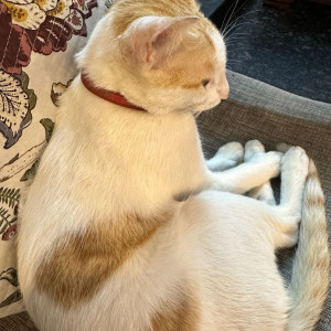 A White-Brown Mix Short hair Cat Missing from Besant Nagar, Chennai-2