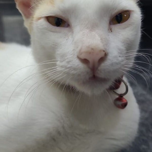 A White-Brown Mix Short hair Cat Missing from Besant Nagar, Chennai